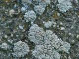 Lecanora albescens-24.jpg